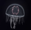 ぷかリウム