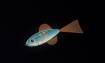 【ぷかりうむ DLC】熱帯魚パック