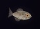 【ぷかりうむ DLC】熱帯魚パック