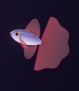【ぷかりうむ DLC】熱帯魚パック