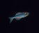 【ぷかりうむ DLC】熱帯魚パック