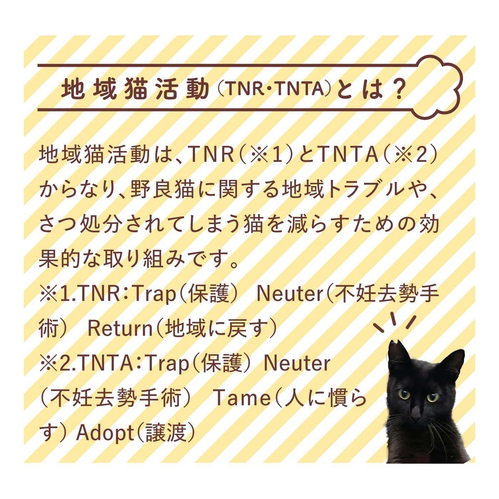 はる蔵×猫部 地域猫チャリティーTシャツ(ボディビル猫ちゃん)