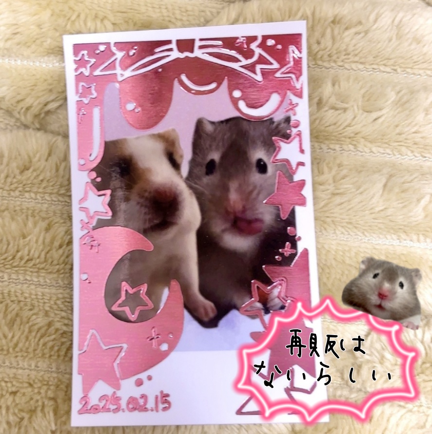 【SALE】ちくまさﾆｺﾆｺｷﾗｷﾗ!チェキ