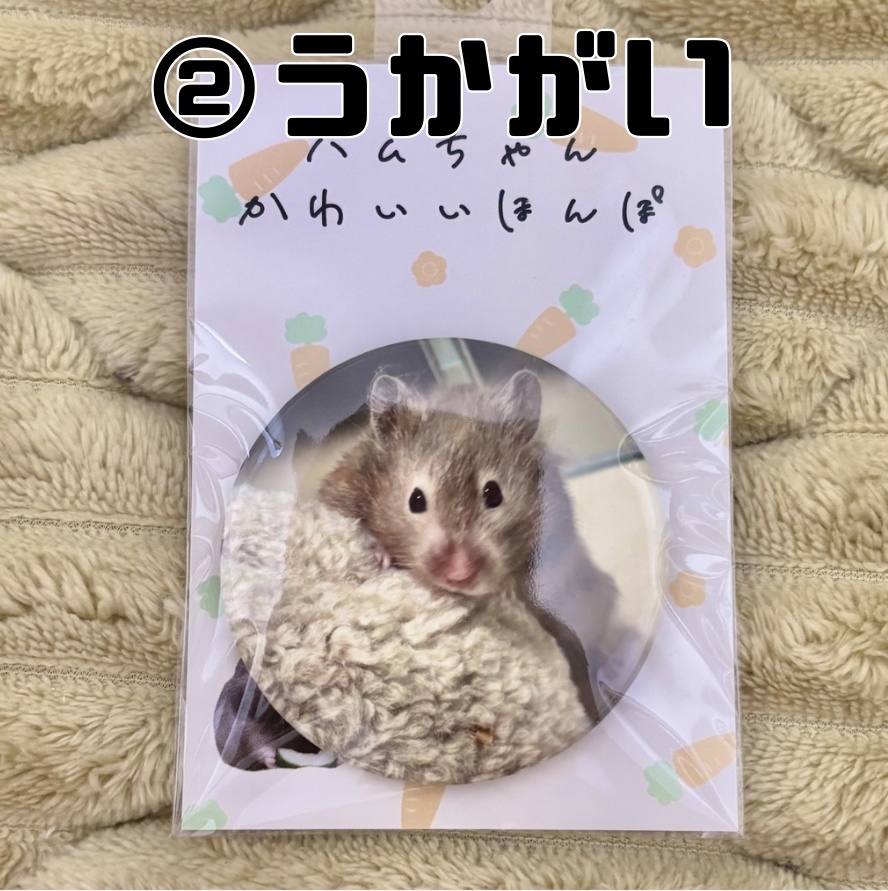 【SALE】ちょっとでっかい!缶バッジ(旧作3種)