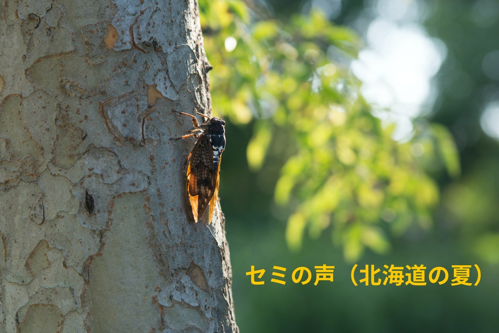 【効果音実録】セミの声（北海道の夏）/ [actual recording] Cicada's voice (Summer in Hokkaido,Japan)