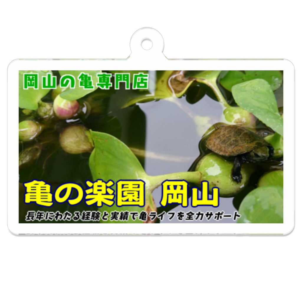 亀の楽園 岡山 キーホルダー