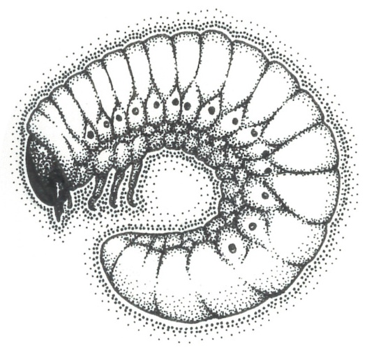 幼虫クッション