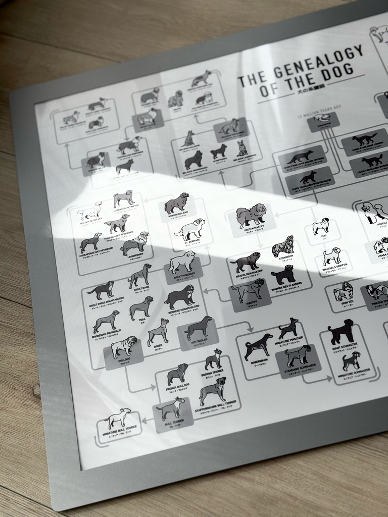 かめつる犬図鑑【系統図】