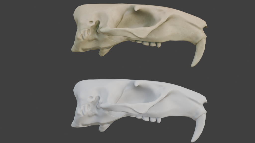 マーモットの頭蓋骨