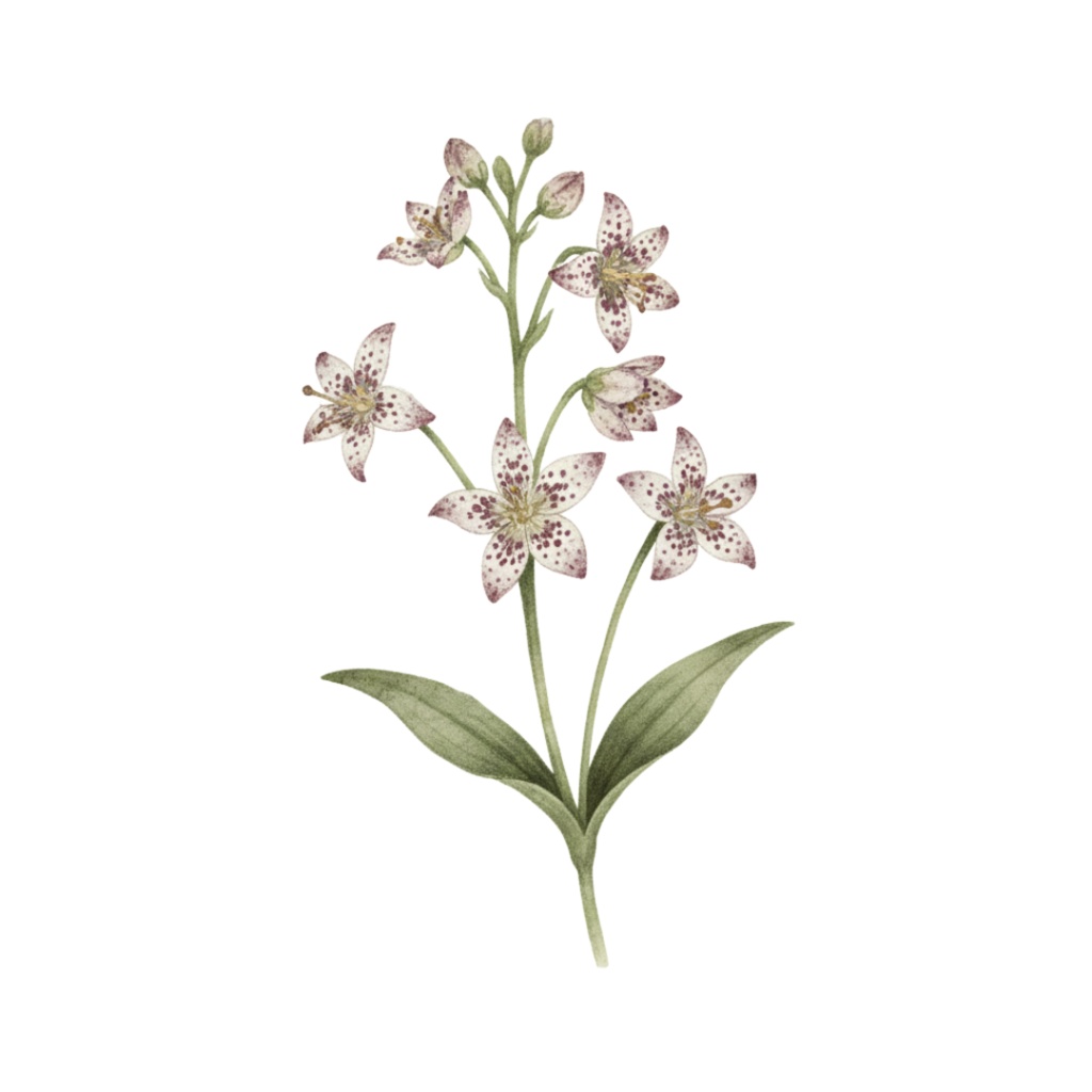 秋の訪れを告げる水彩クリップアート:アンティークフラワーコレクション(PNG)