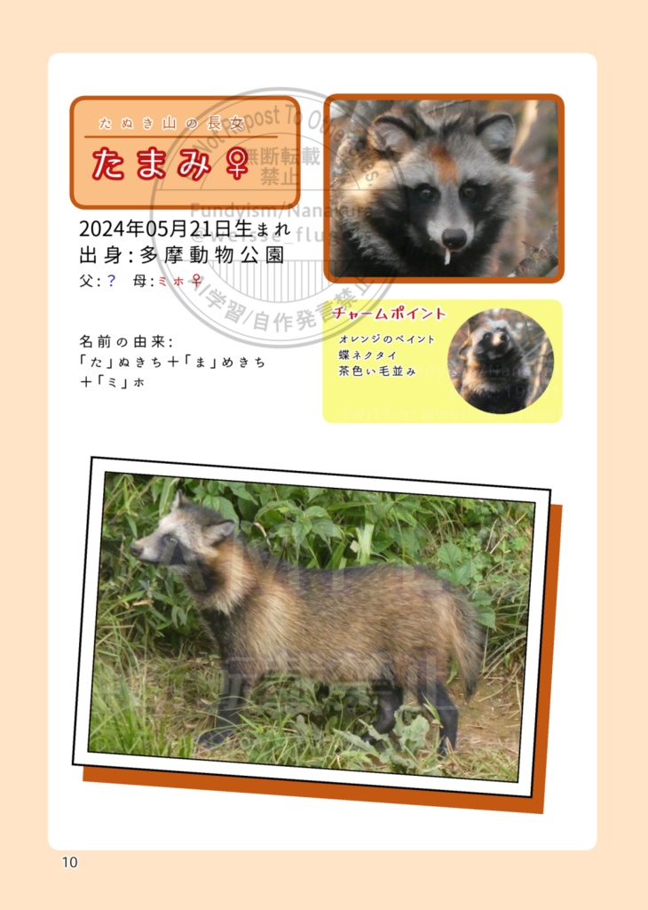 たぬき山の子どもたち