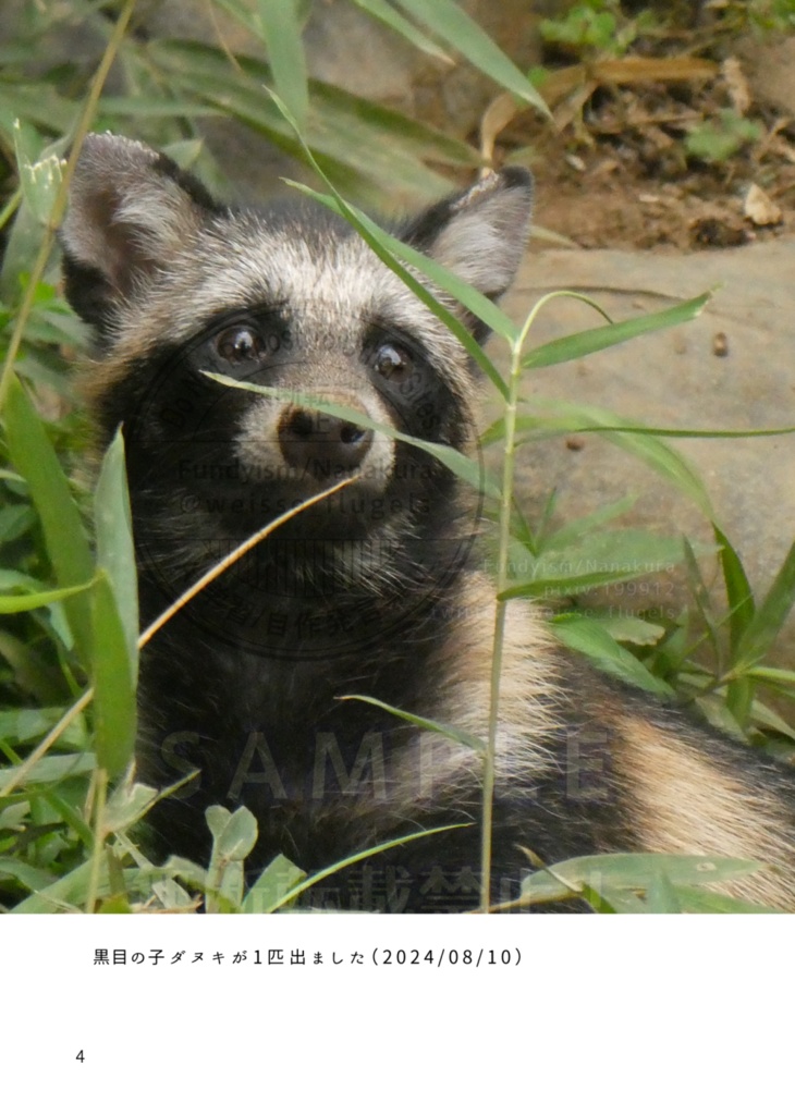 たぬき山の子どもたち