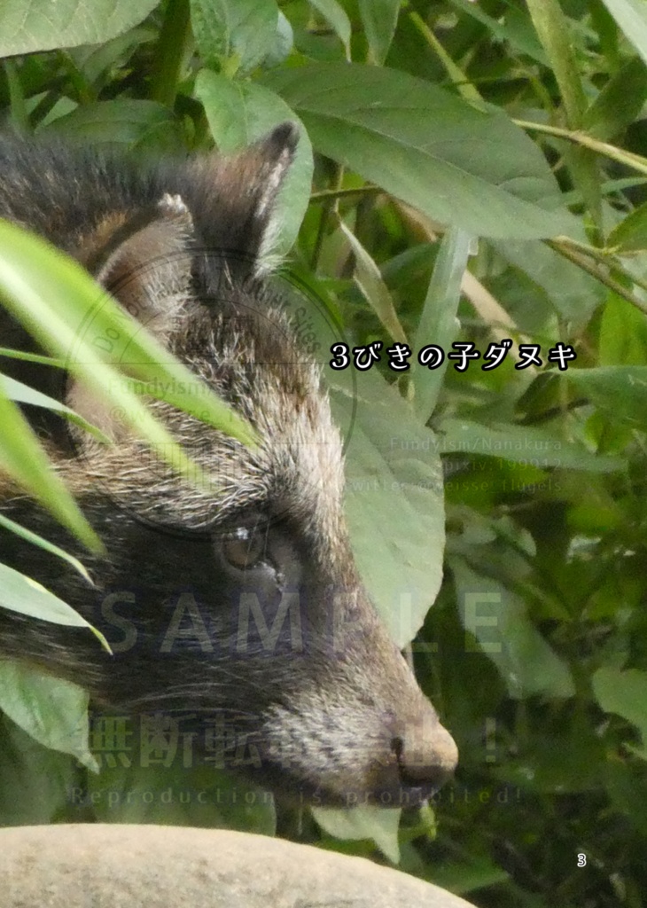 たぬき山の子どもたち
