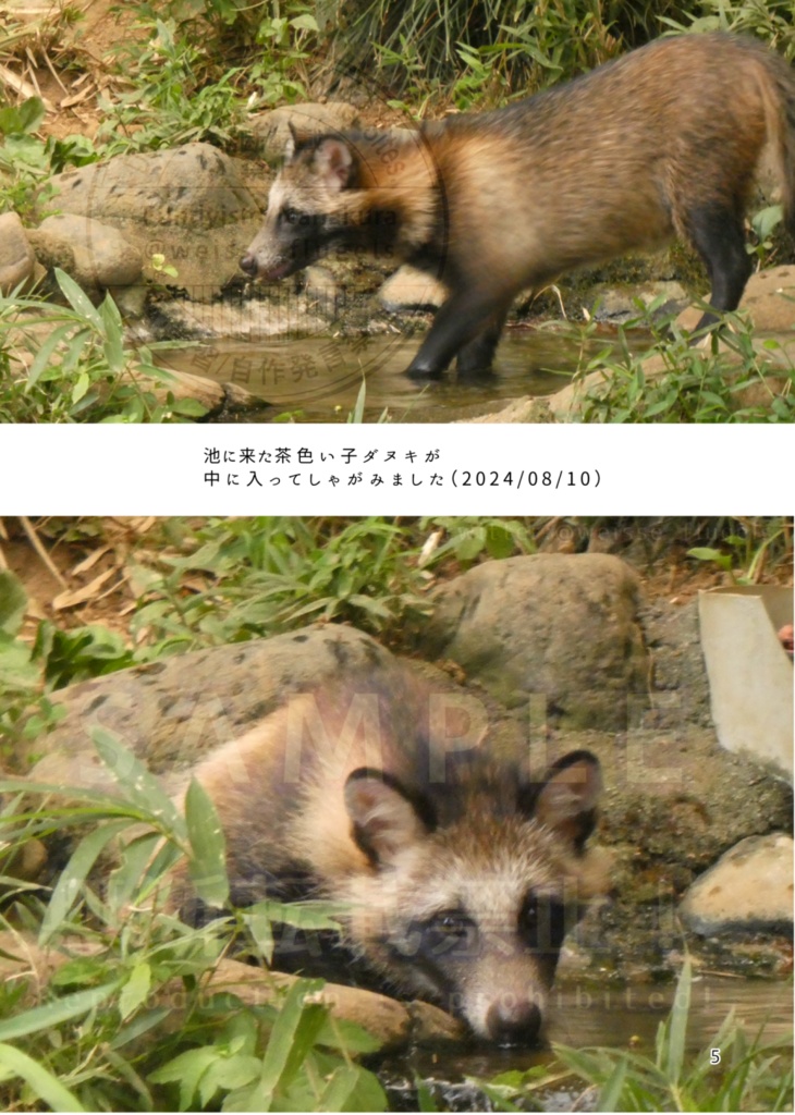 たぬき山の子どもたち