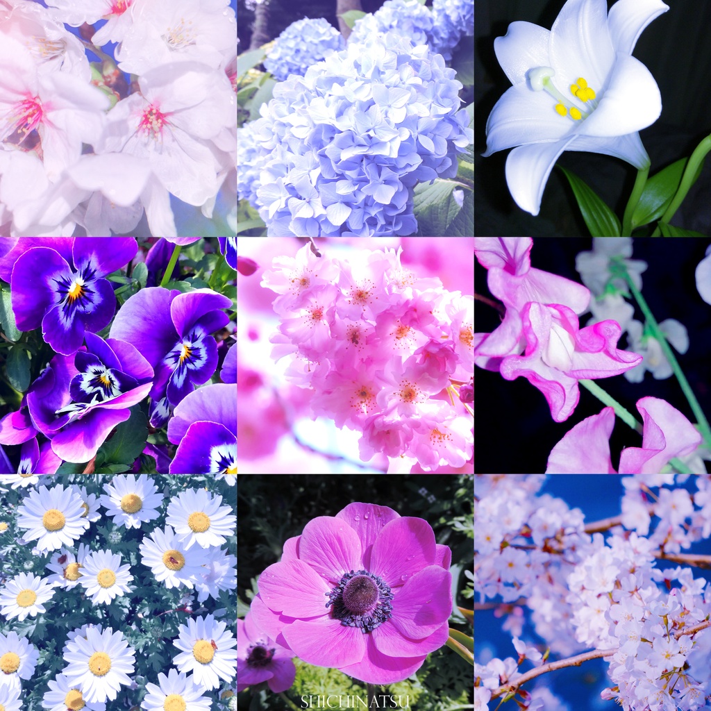 【大容量276枚🌷】花の写真セット/Fancy pictures set【Photoshop】