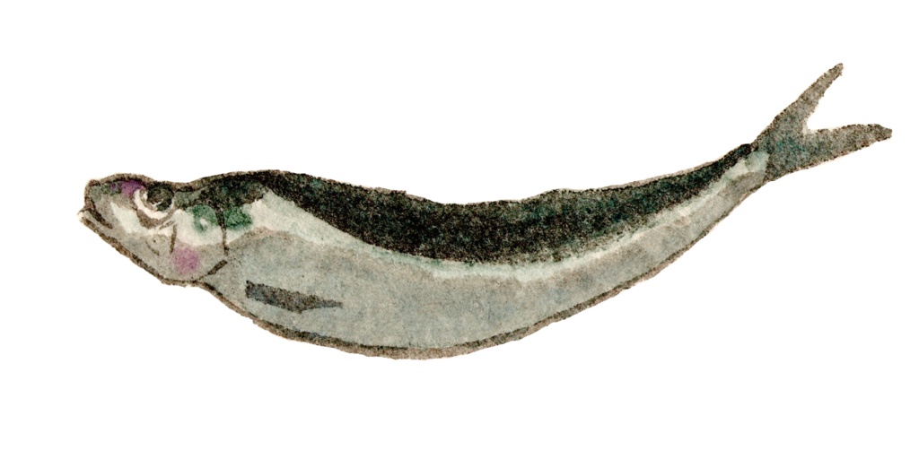 手描き日本画素材|サバ PNG|Japanese Mackerel Clipart|背景透過