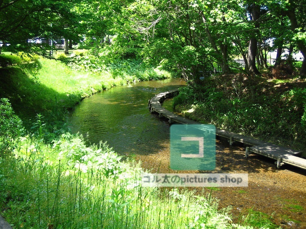 水辺(春夏)②10枚・1セット