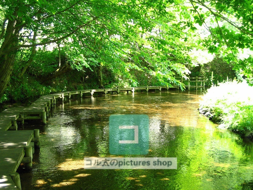 水辺(春夏)②10枚・1セット