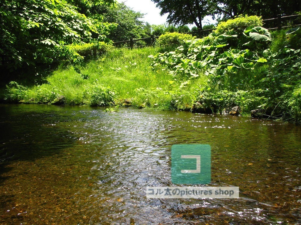 水辺(春夏)②10枚・1セット