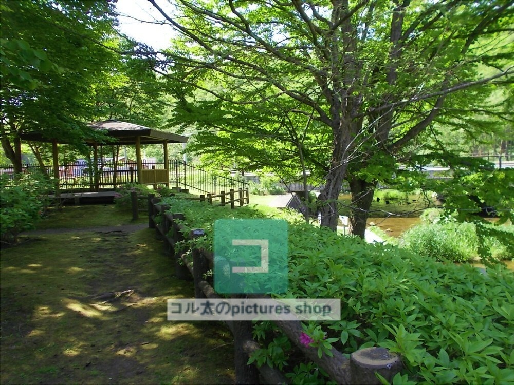 水辺(春夏)②10枚・1セット