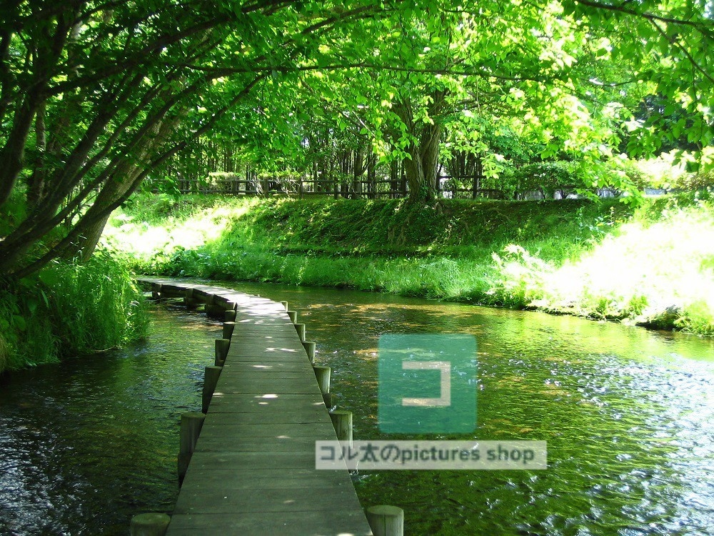 水辺(春夏)②10枚・1セット