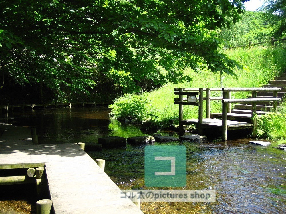 水辺(春夏)②10枚・1セット