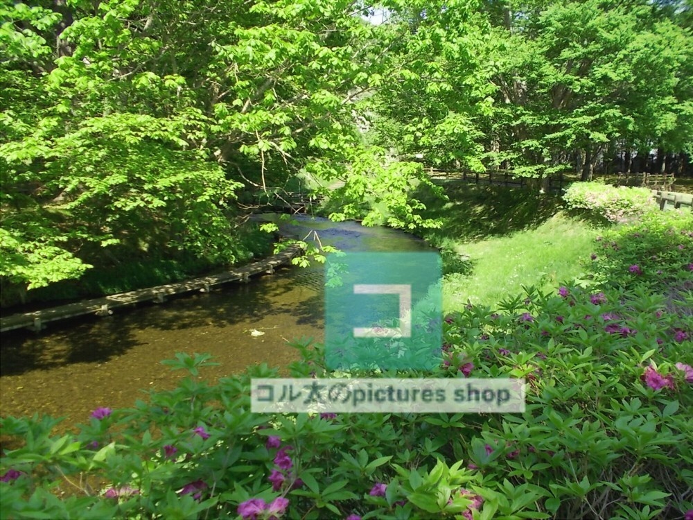 水辺(春夏)①10枚・1セット