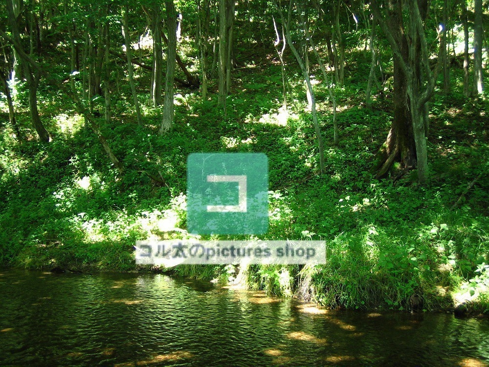 水辺(春夏)①10枚・1セット