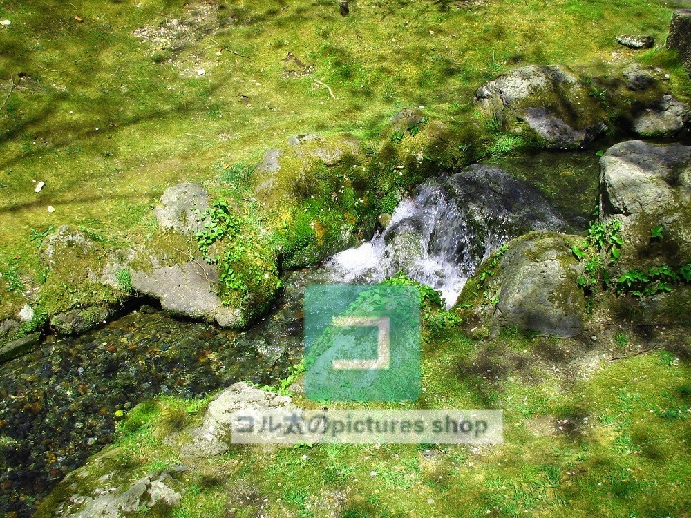 水辺(春夏)①10枚・1セット