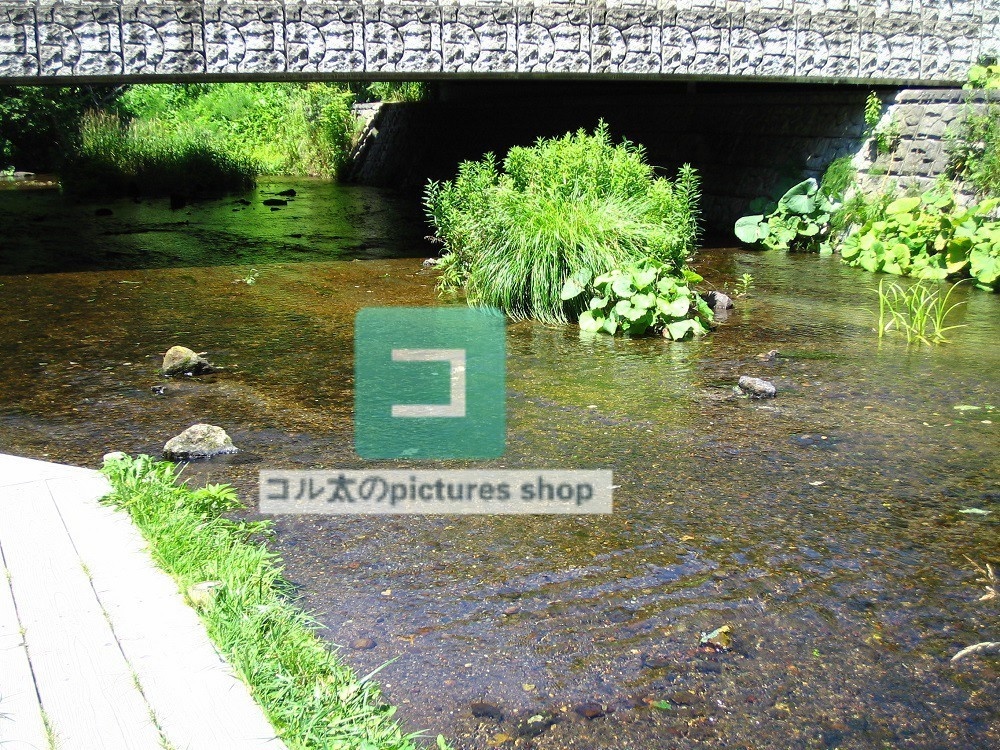 水辺(春夏)①10枚・1セット