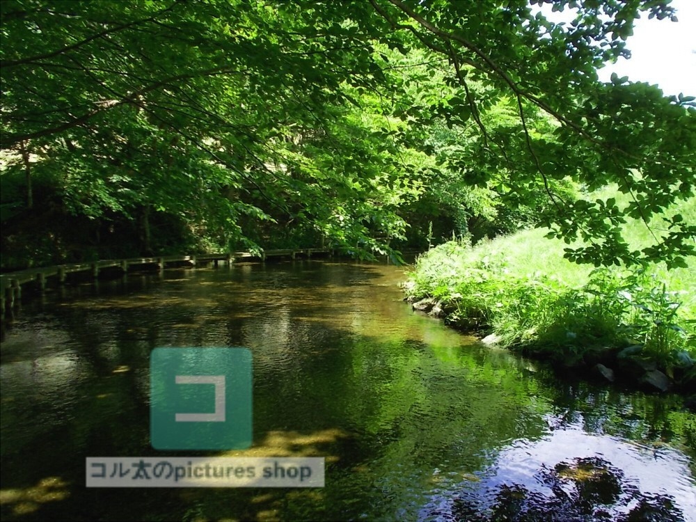 水辺(春夏)③10枚・1セット