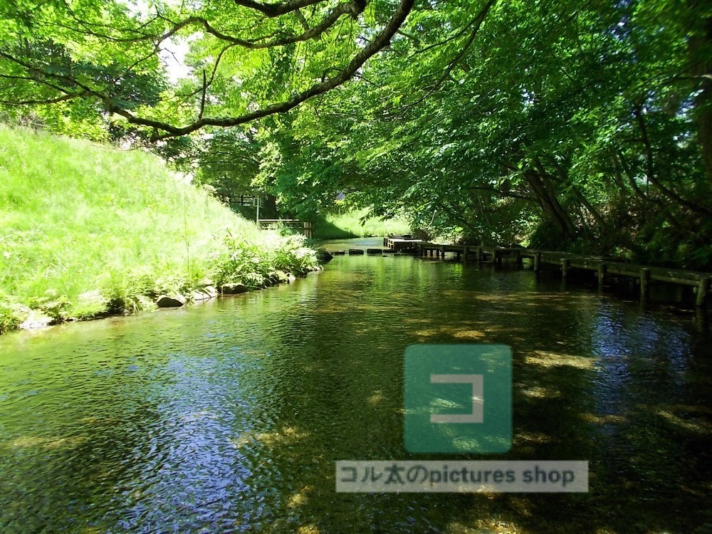 水辺(春夏)③10枚・1セット