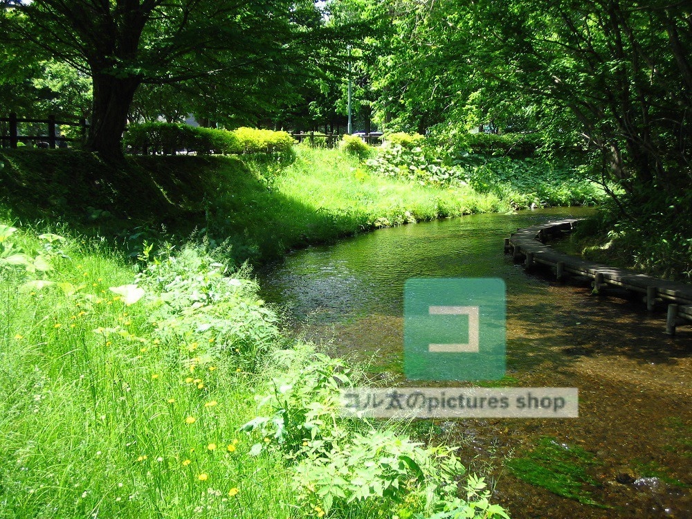 水辺(春夏)③10枚・1セット