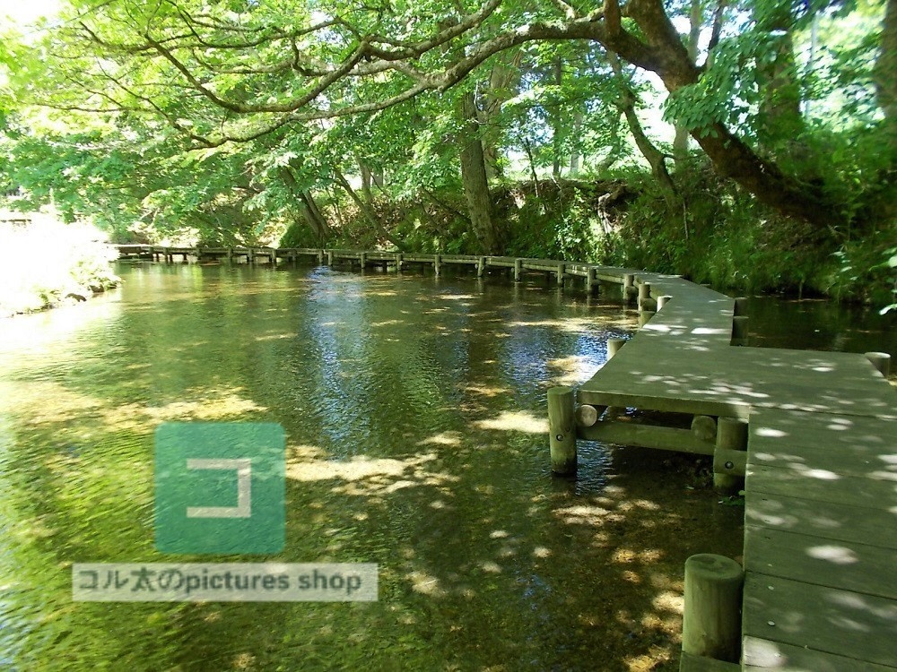 水辺(春夏)③10枚・1セット