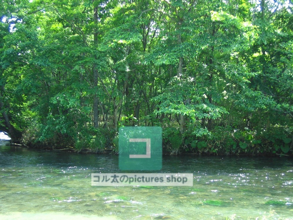 水辺(春夏)③10枚・1セット