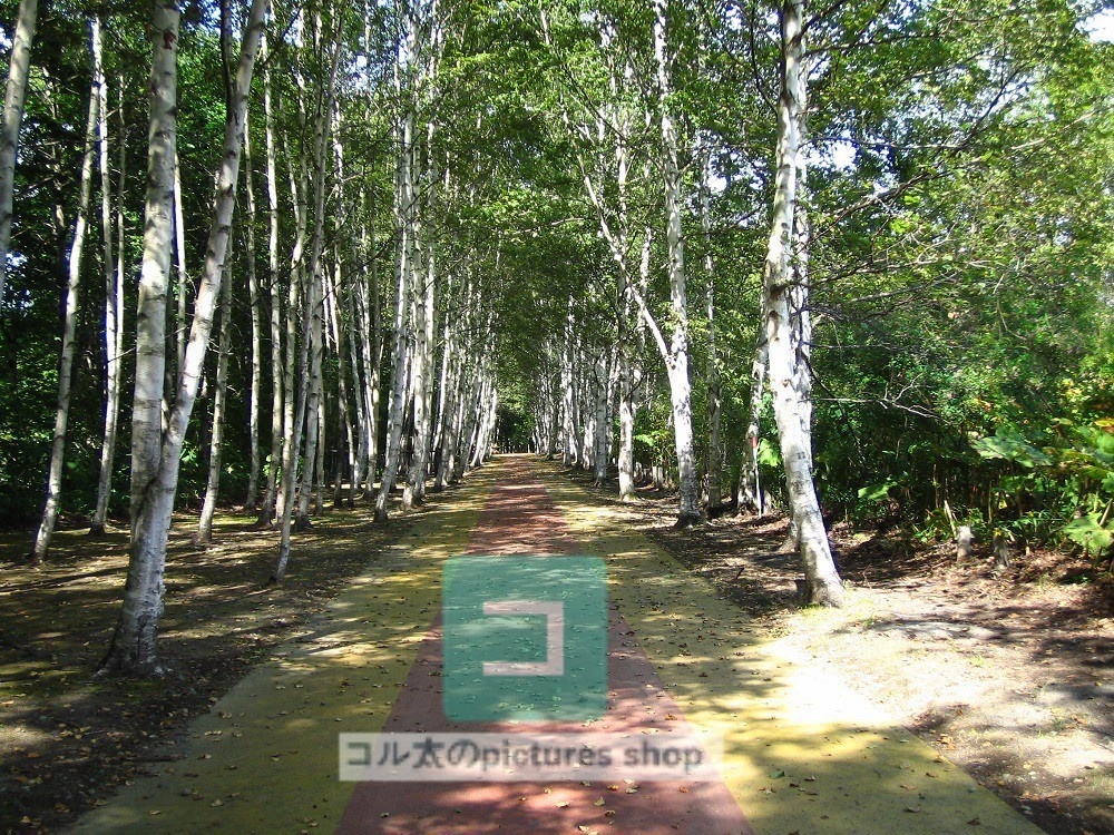 道のある風景①10枚・1セット