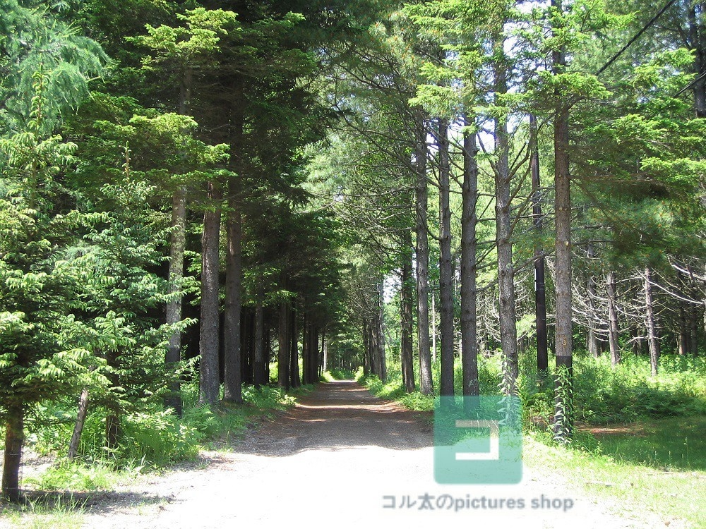 道のある風景①10枚・1セット