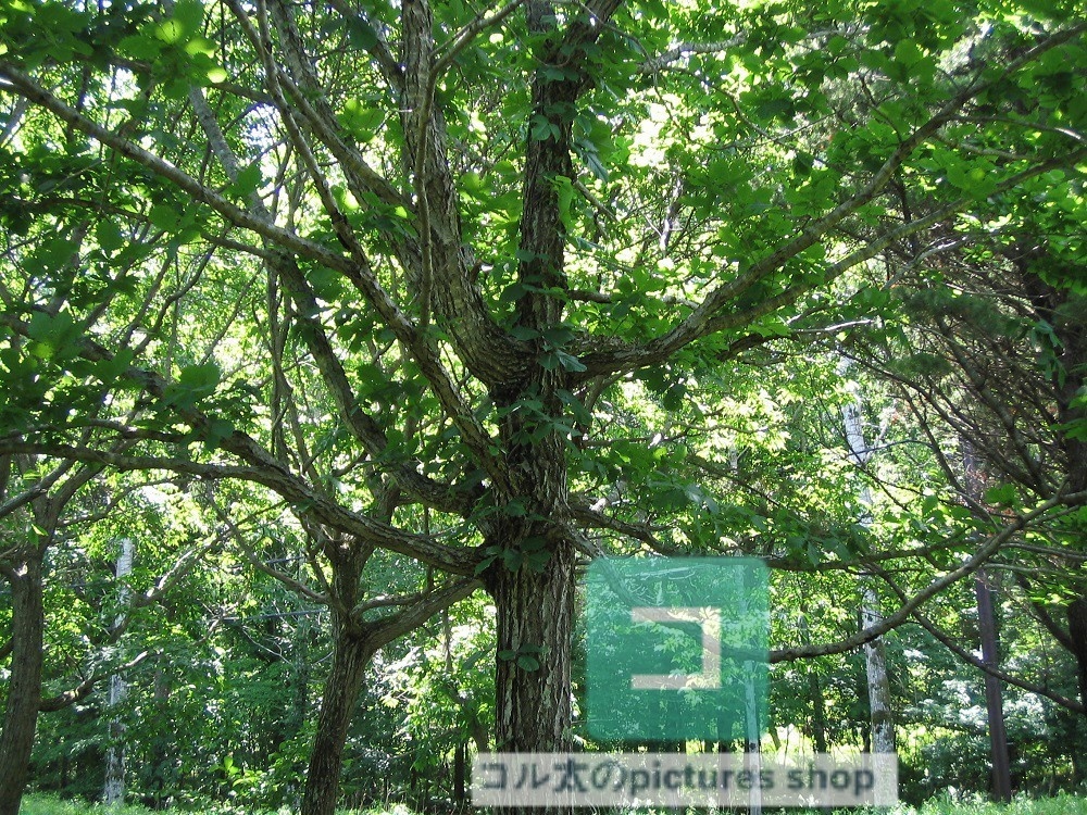 木のある風景③10枚・1セット