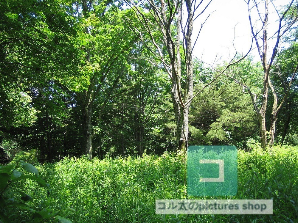 木のある風景③10枚・1セット