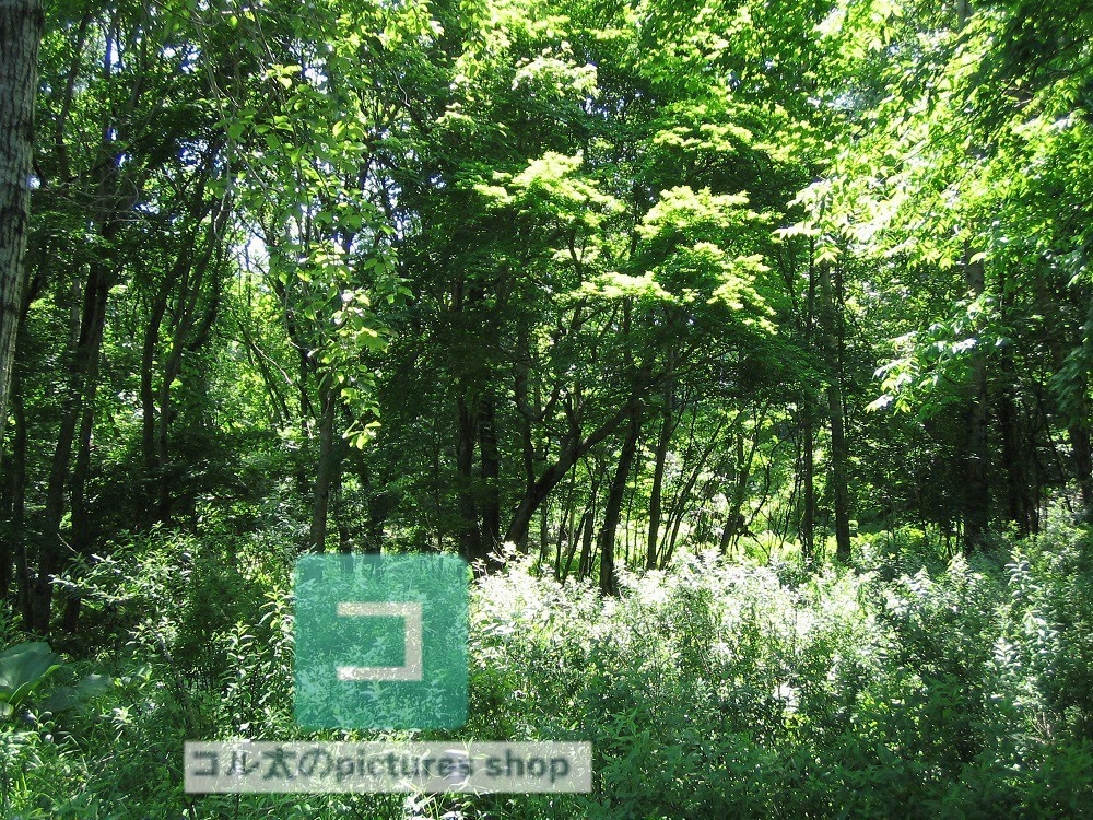 木のある風景③10枚・1セット