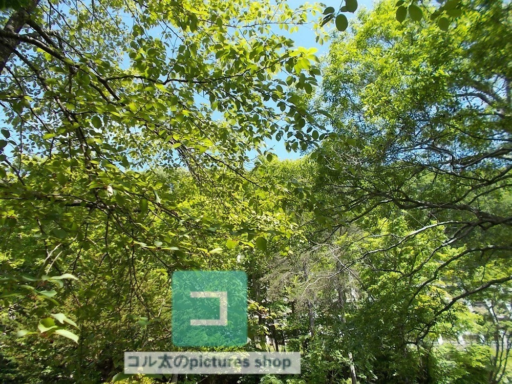 木のある風景③10枚・1セット