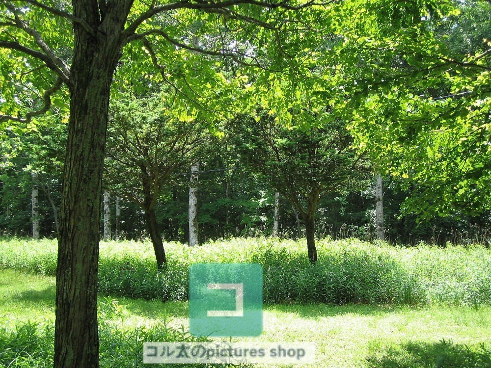 木のある風景③10枚・1セット