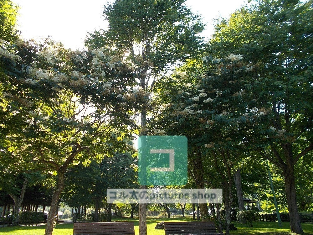 木のある風景③10枚・1セット