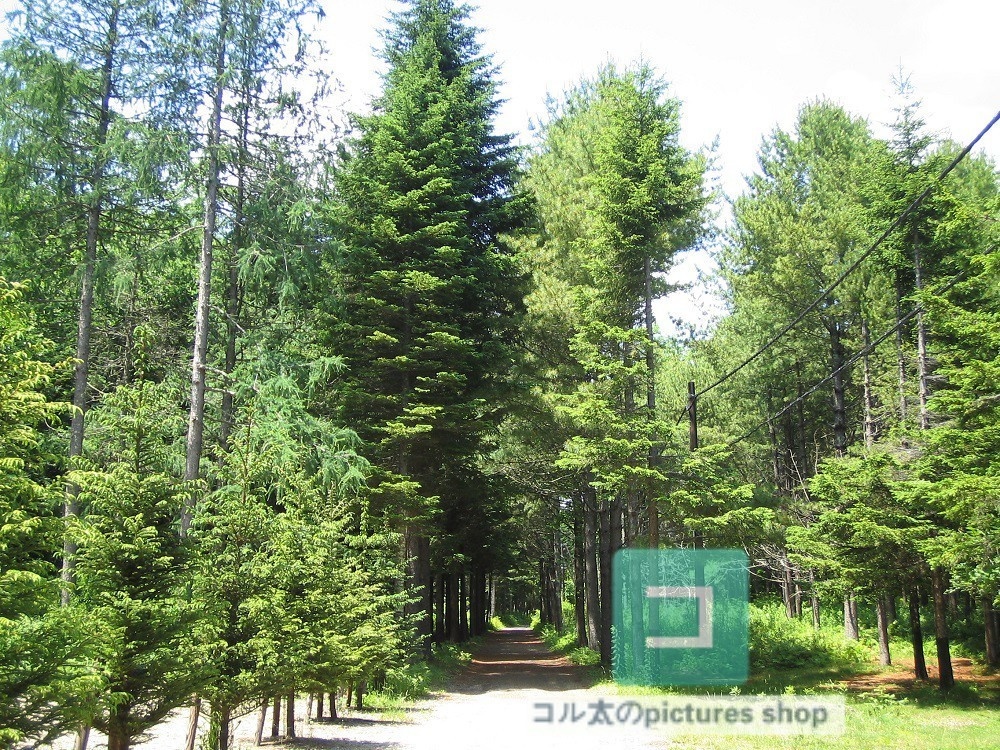 木のある風景③10枚・1セット