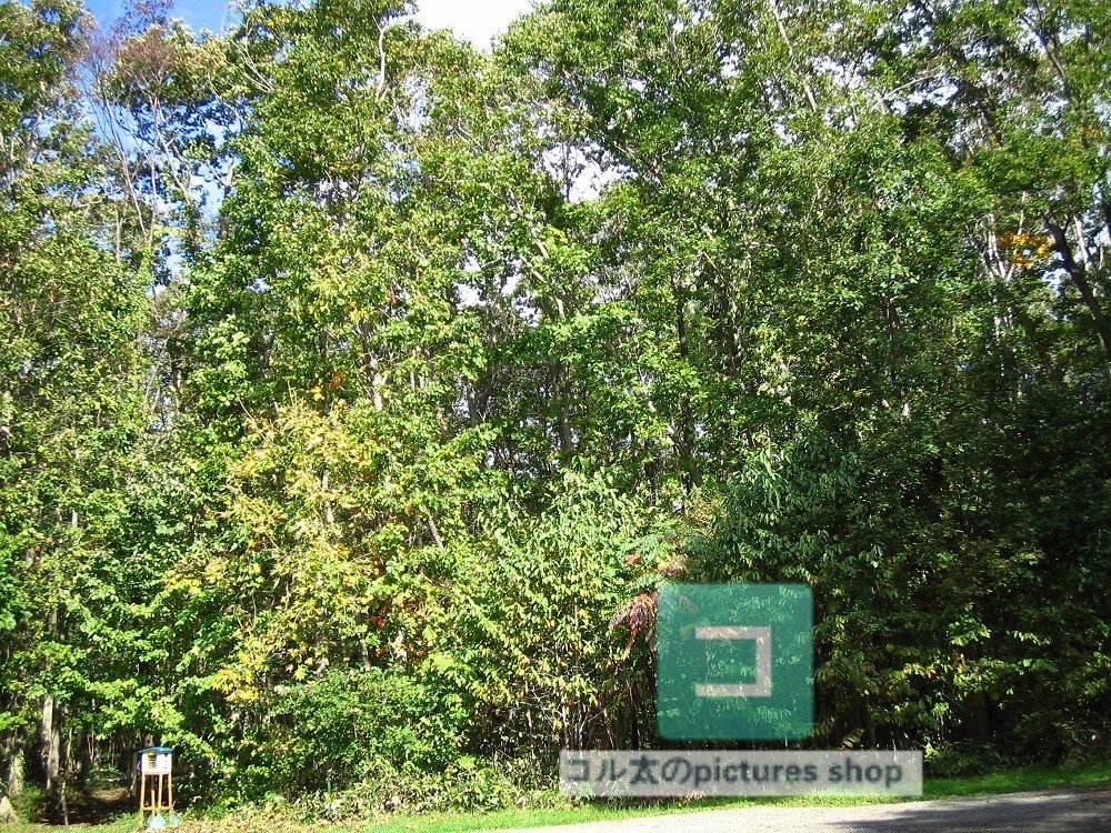 木のある風景③10枚・1セット