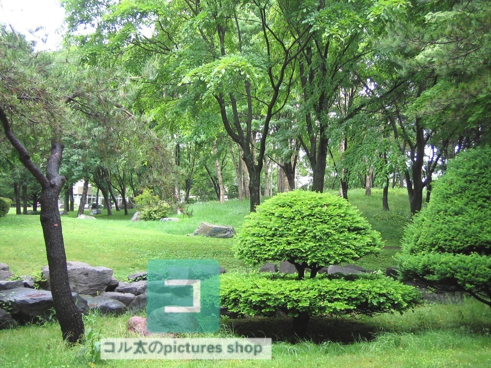 木のある風景②10枚・1セット