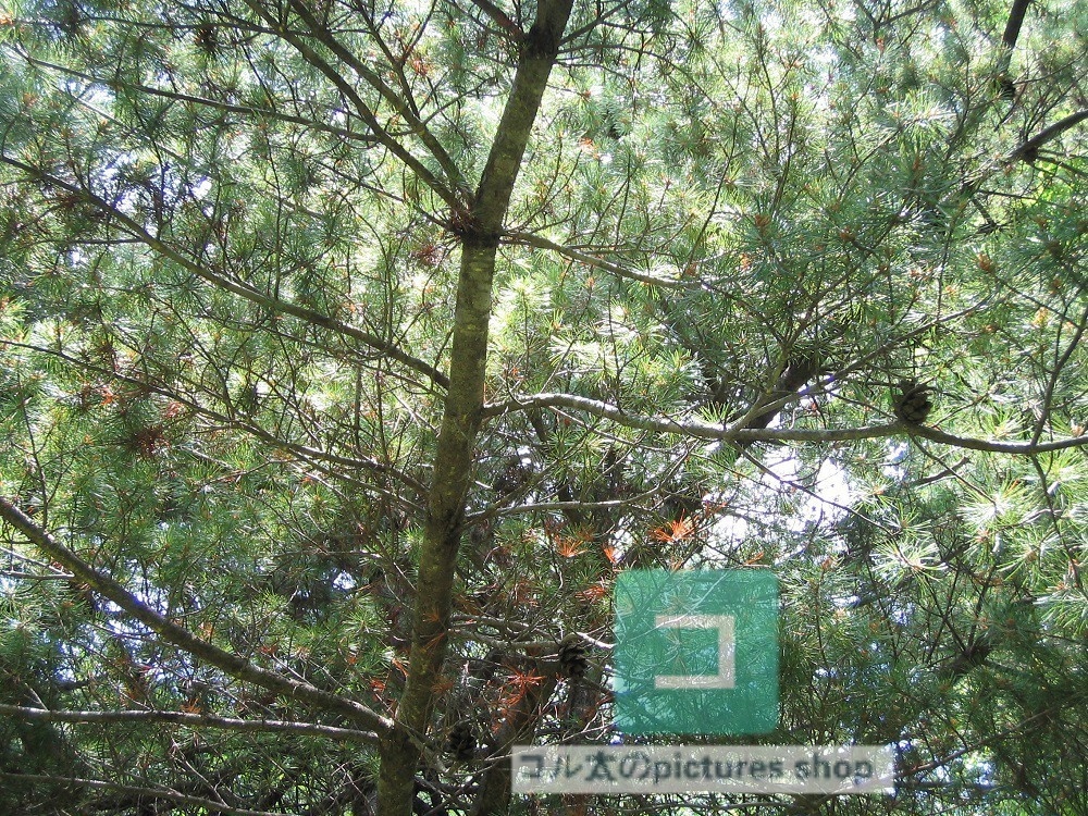 木のある風景②10枚・1セット