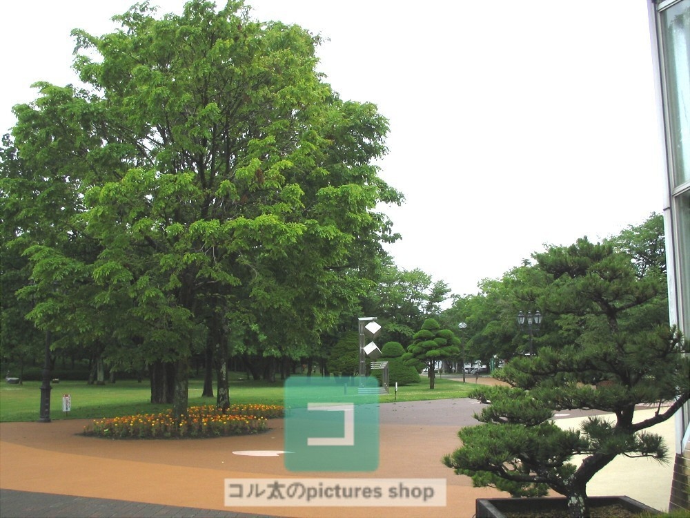 木のある風景②10枚・1セット