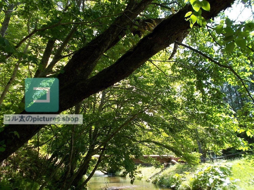 木のある風景②10枚・1セット