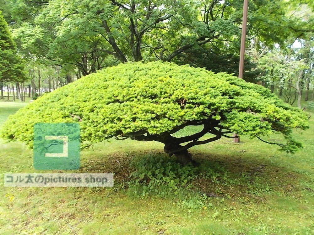 木のある風景②10枚・1セット